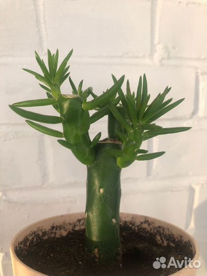 Кактус Маммилярия Опунция Аустроцилиндропунция