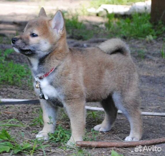 Рыжие детишки - сиба-ину - плюшки