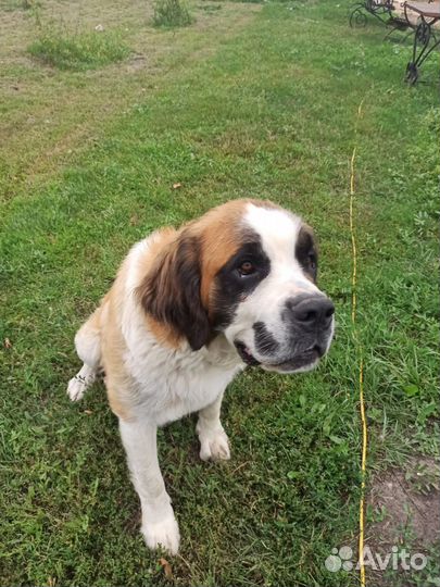 Московская сторожевая