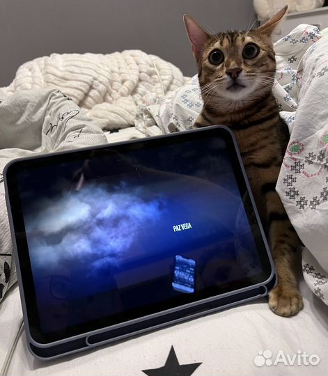 Бенгальские котята москва