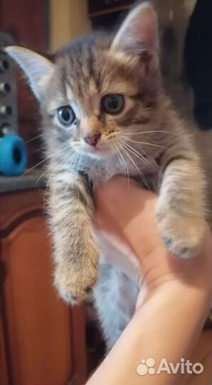 Котята ищут дом