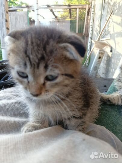 Продам котят