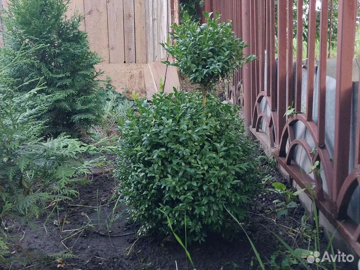 Самшит шары (буксусы)