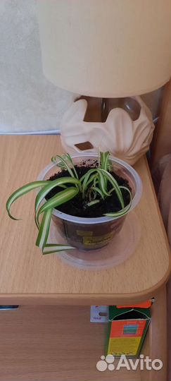 Хлорофитум хохлатый