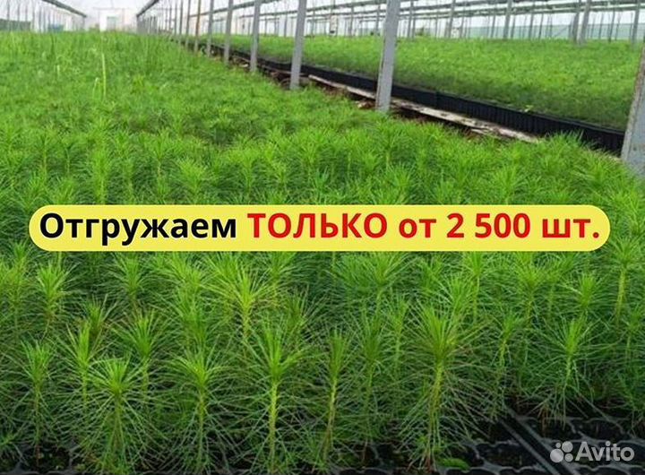 Саженцы ели европейской зкс от производителя