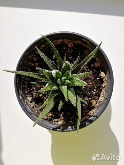 Хавортия полосатая