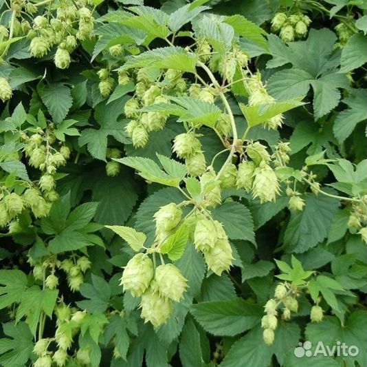 Хмель лесной дикий, цена за 100 грамм