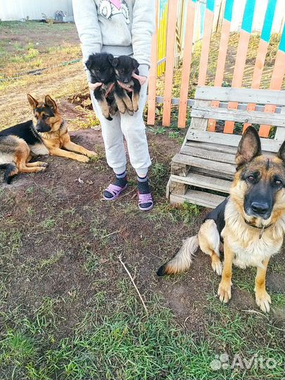 Щенки немецкой овчарки