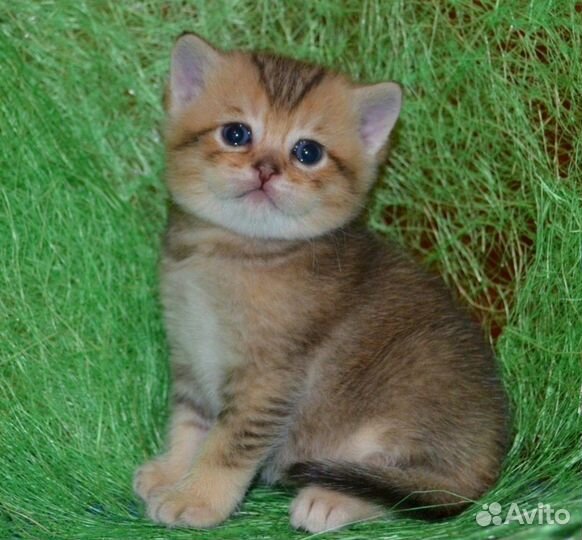 Вязка с золотым котом