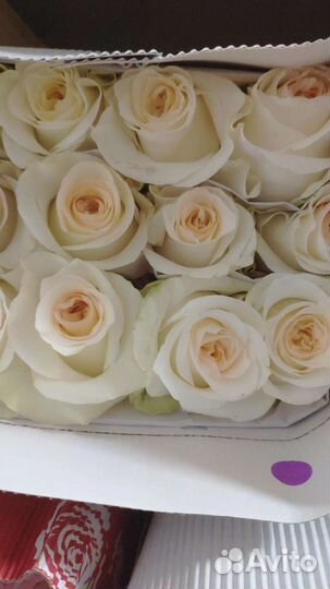 Цветы, Розы Эквадор. Оптом от