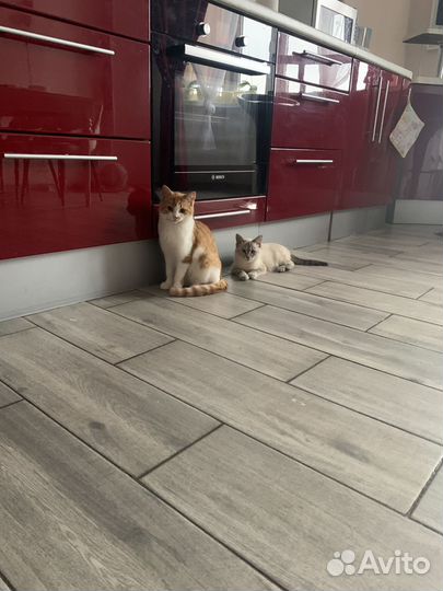 Котята в дар