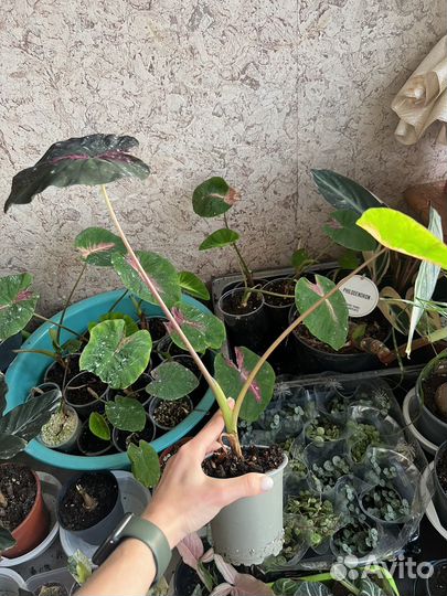 Колоказия Madeira Star новый сорт