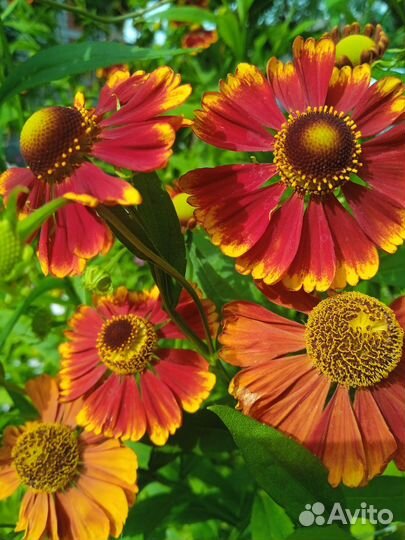 Цветы многолетние