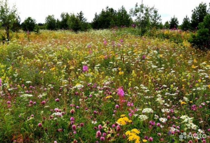 2023 года Мед из Алтая опт