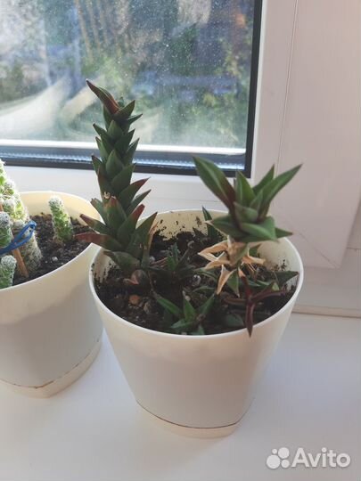 Кактусы и суккуленты