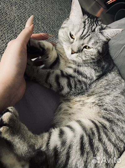 Шотландская кошка бесплатно (очередь)