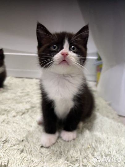 Котята