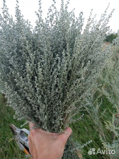 Эфирное масло полыни горькой