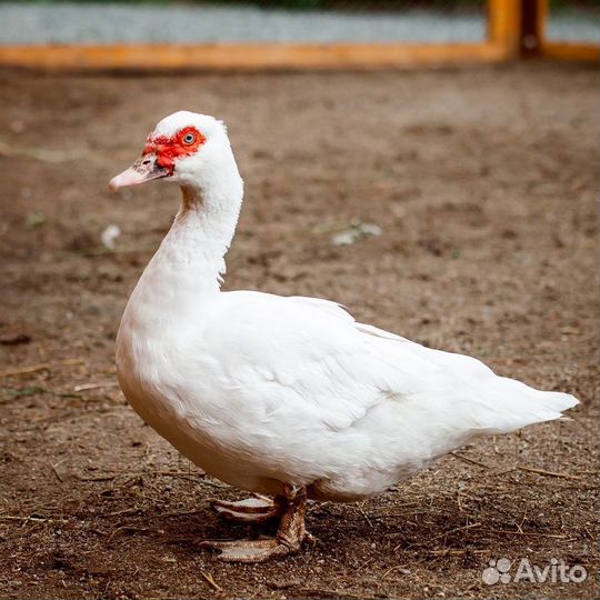 Утки индийский бегунок, индоутка