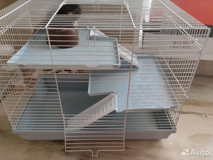 Крыса с клеткой