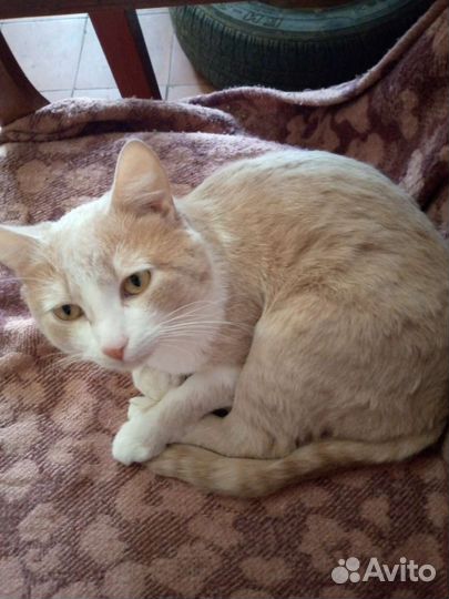 Кот в добрые руки