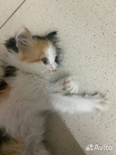 Котенок в добрые руки