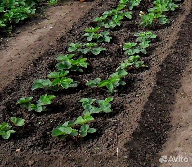 Рассада клубники