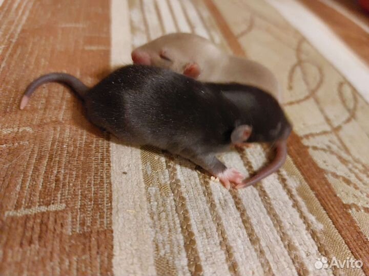 Крысята дамбо