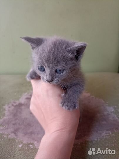 Отдам бесплатно