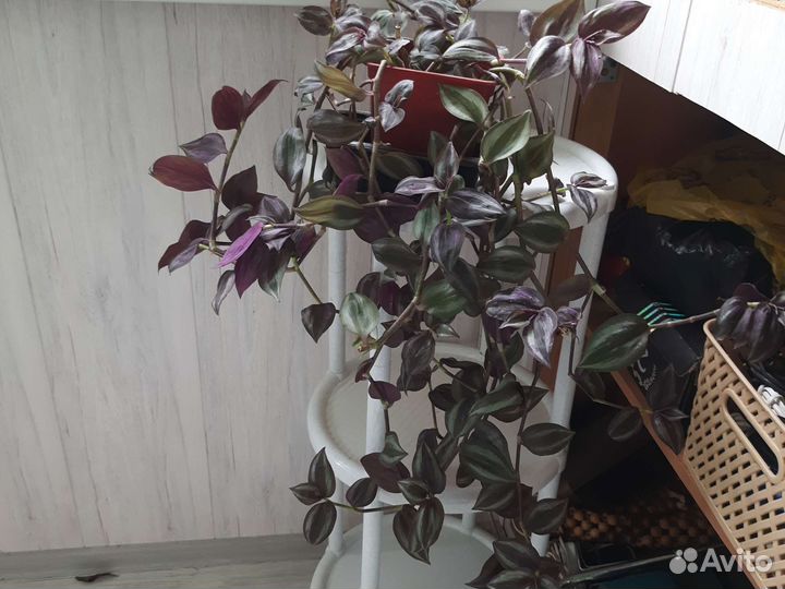 Традесканция