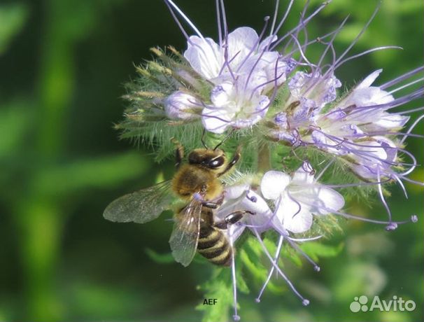 Мед 2024 года из Алтая оптом