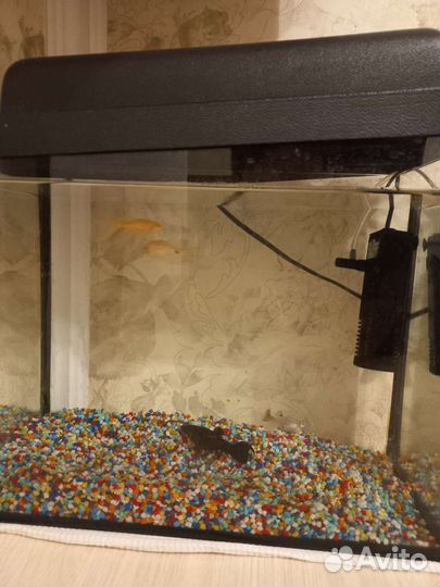 Аквариум с рыбками