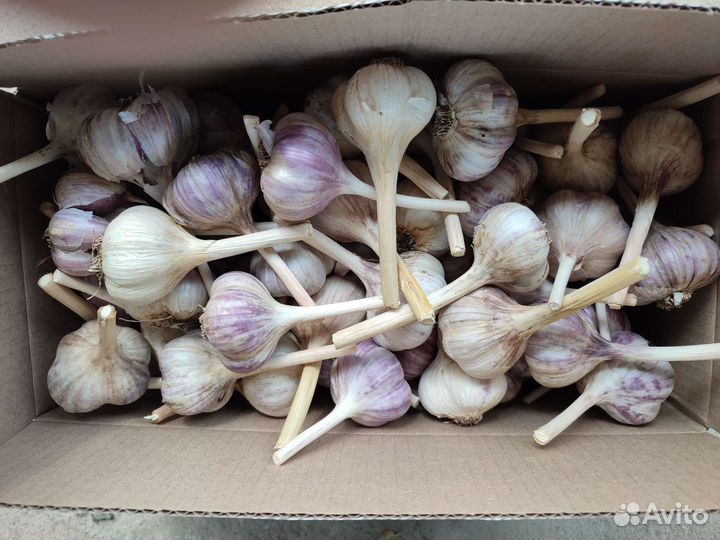 Чеснок домашний