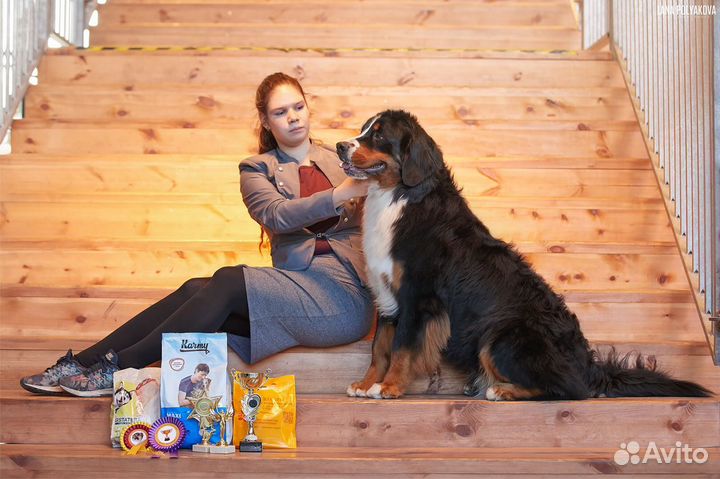 Хендлер, кинолог, показ собак на выставках