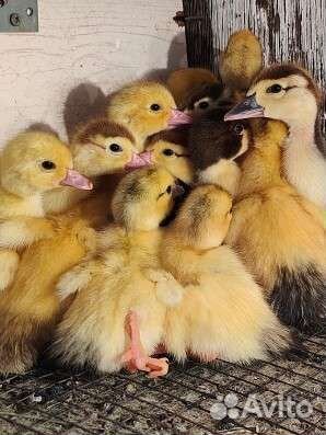 Мускусные утки индоутки индоутята