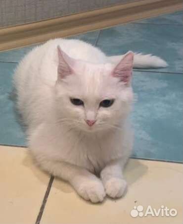Кошка a в добрые руки