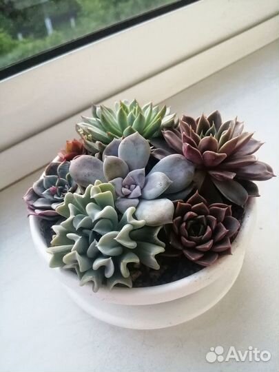 Суккуленты (композиция)