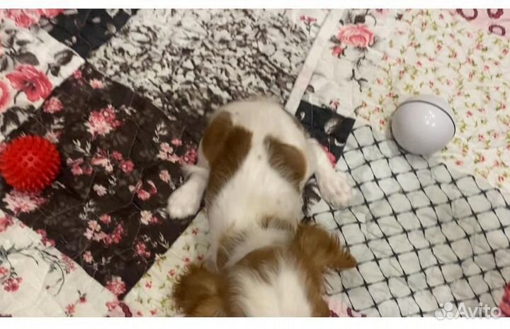 Девочка кавалер Кинг Чарльз спаниель