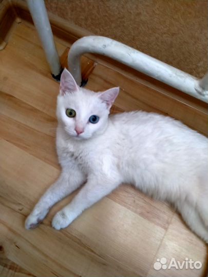 Кошечка в добрые руки