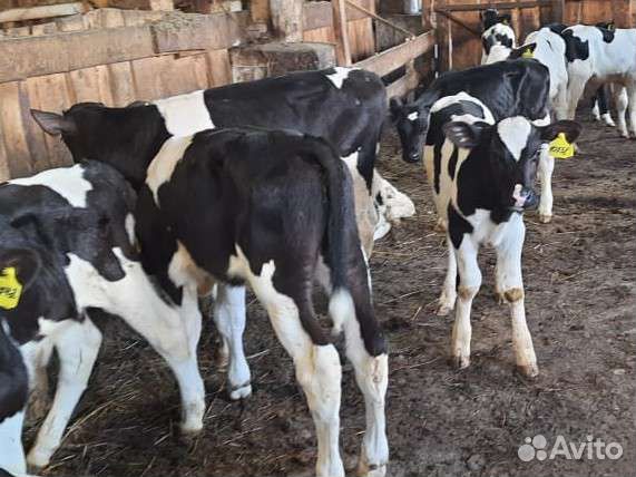 Бычки и телки