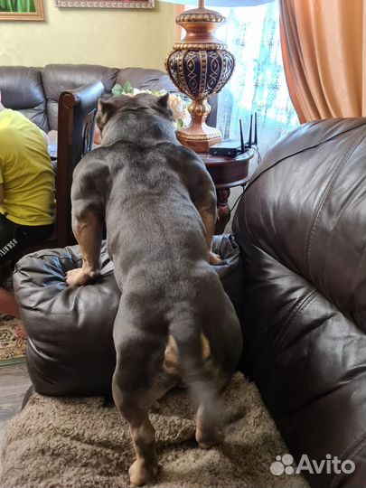 Вязка американский булли из Китая