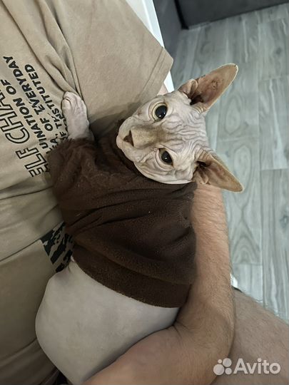 Канадский сфинкс