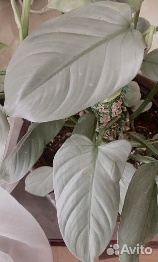 Филодендрон Silver sword