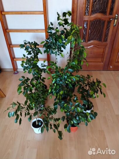 Фикус бенджамина