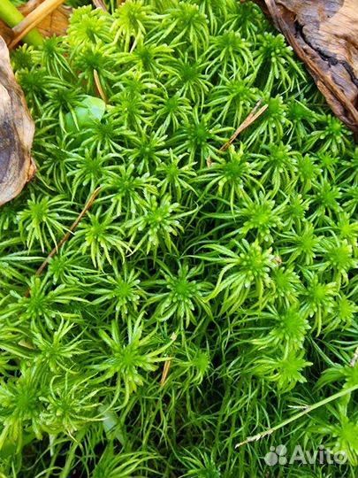 Мох сфагнум