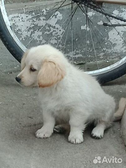 Маленькая собака в добрые руки бесплатно