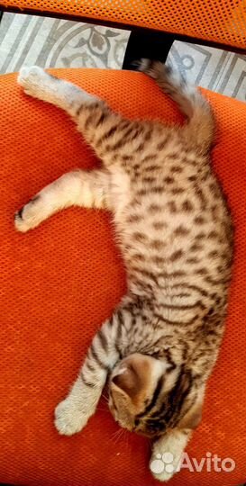 Котята шотландской породы