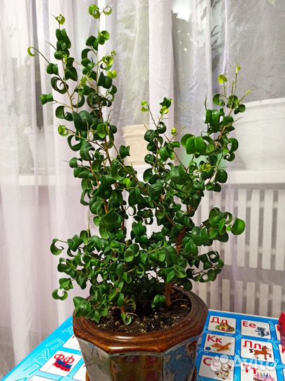 Фикус букле