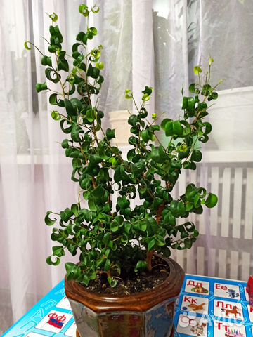 Фикус букле