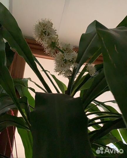 Драцена душистая